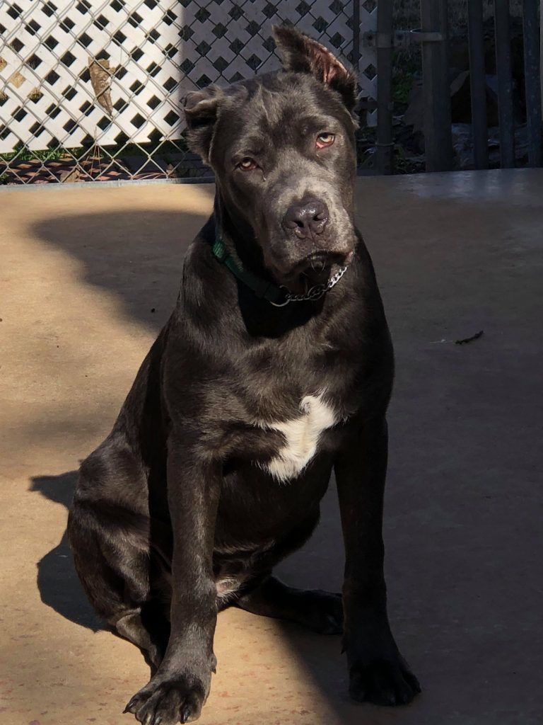 Cane Corso Surrender