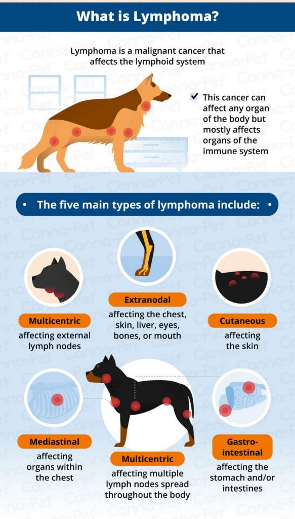 Canine Lymphoma Progression