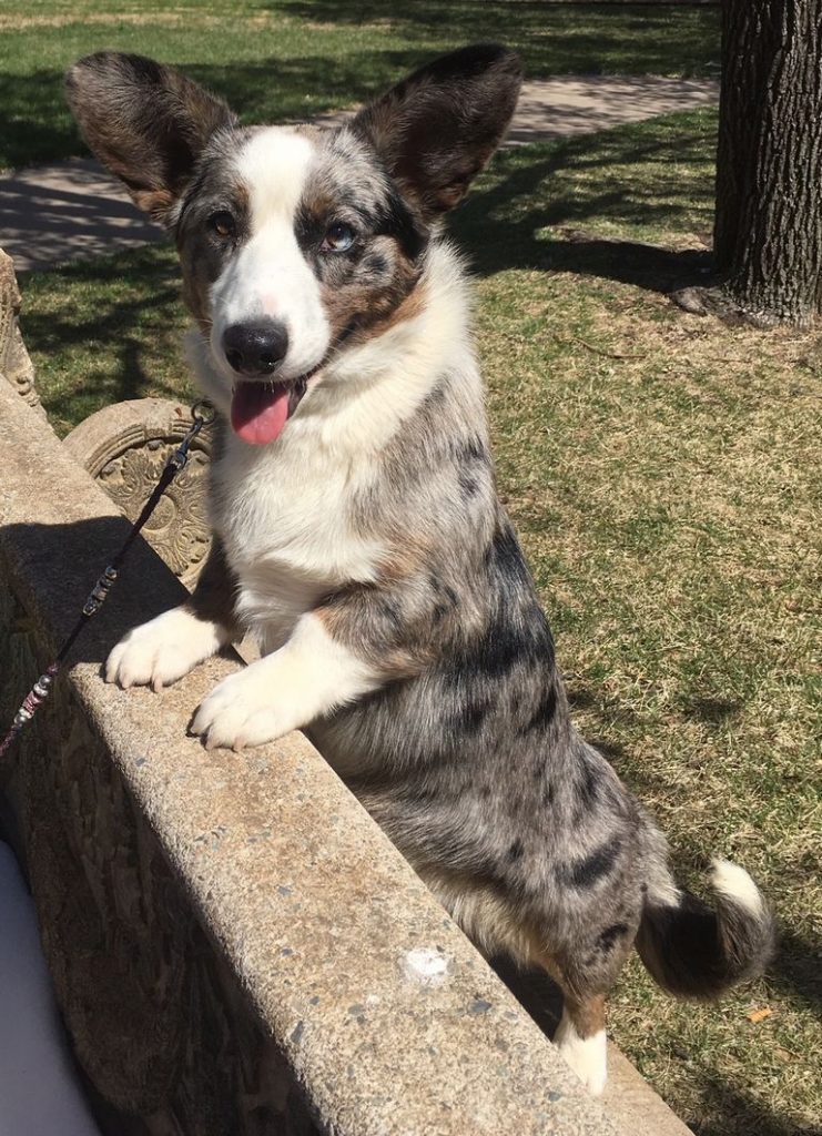 Cardigan Welsh Corgi For Sale Tennessee