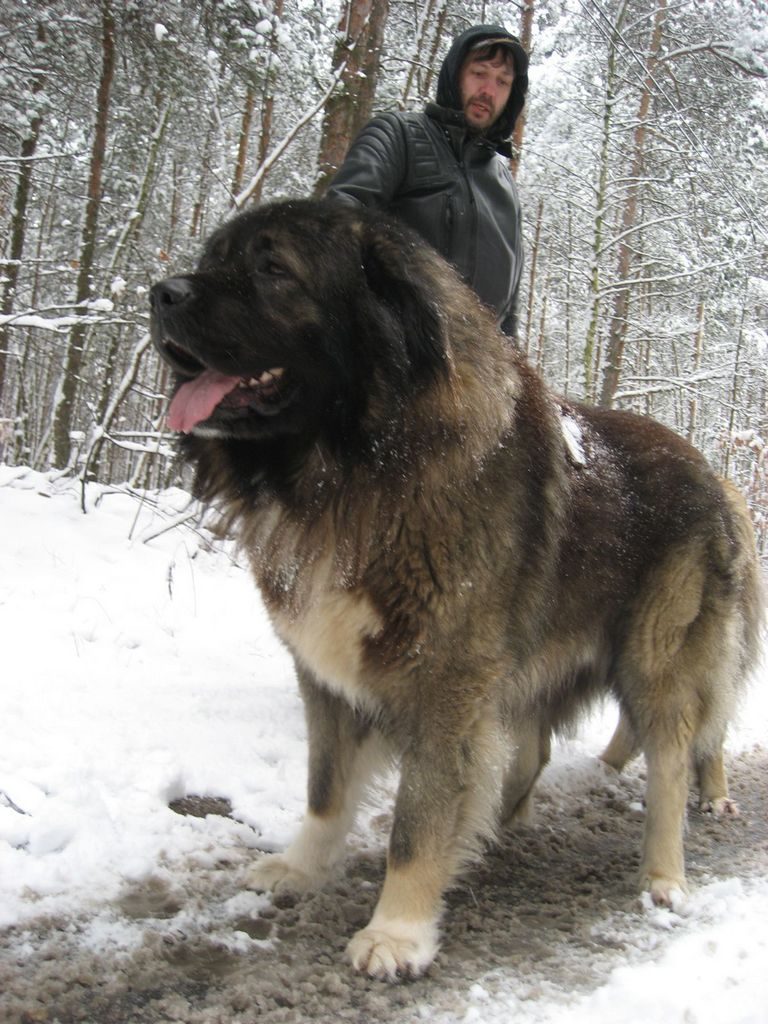 Caucasian Mountain Dog Attack