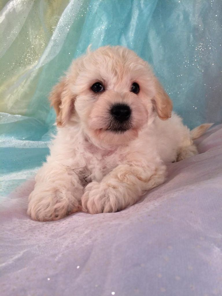 Cavachon Puppies For Sale Illinois