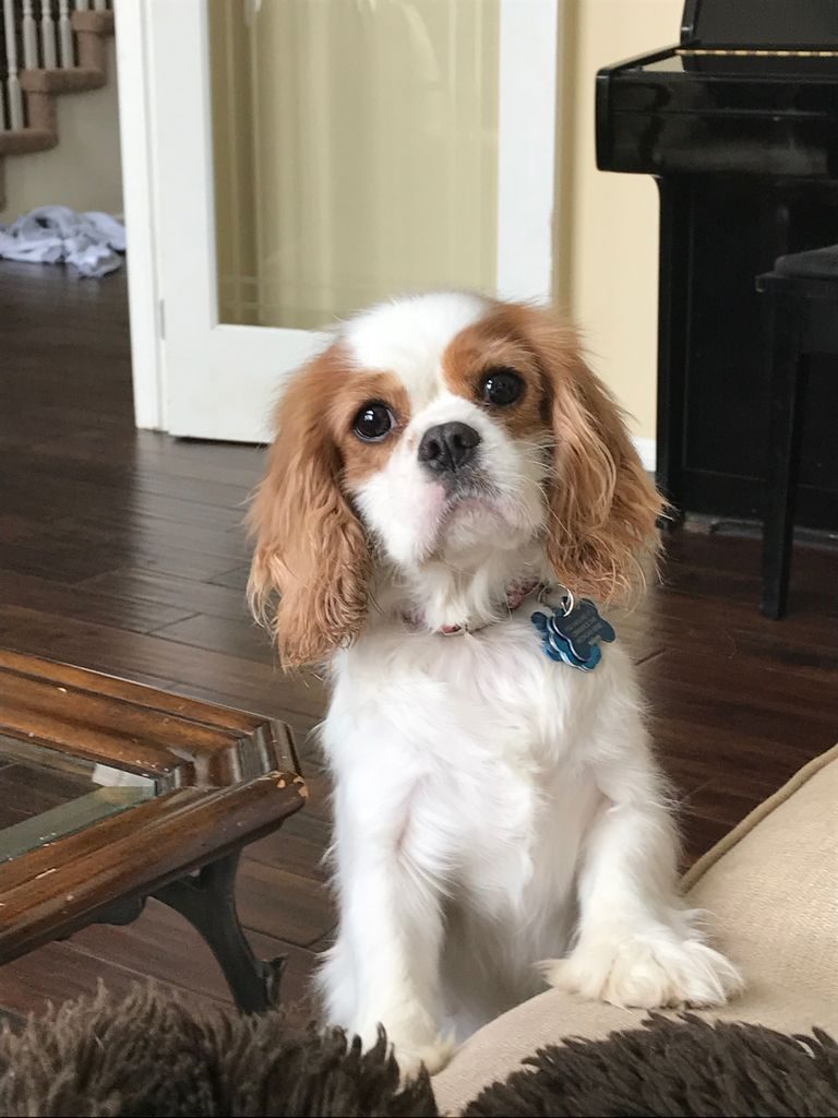 Cavalier King Charles Spaniel Rescue Michigan