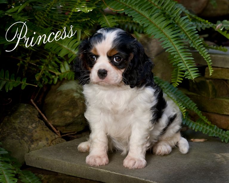 cavalier king charles spaniel rescue wisconsin