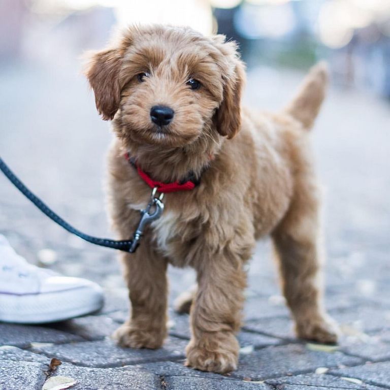 Cavapoos For Sale In Nashville Tn