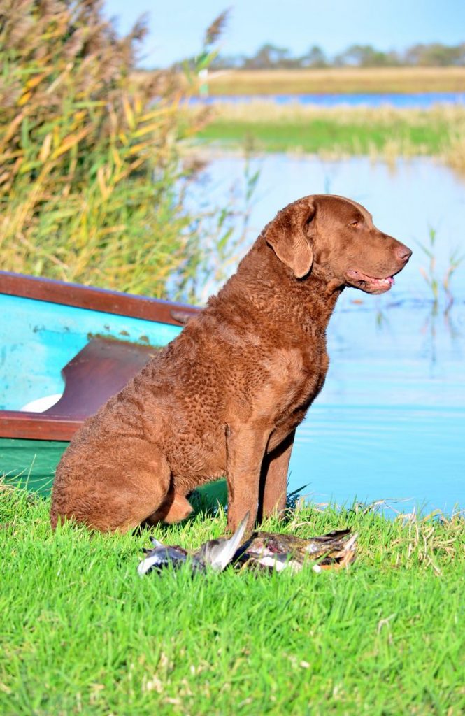 Champion Chesapeake Bay Retrievers