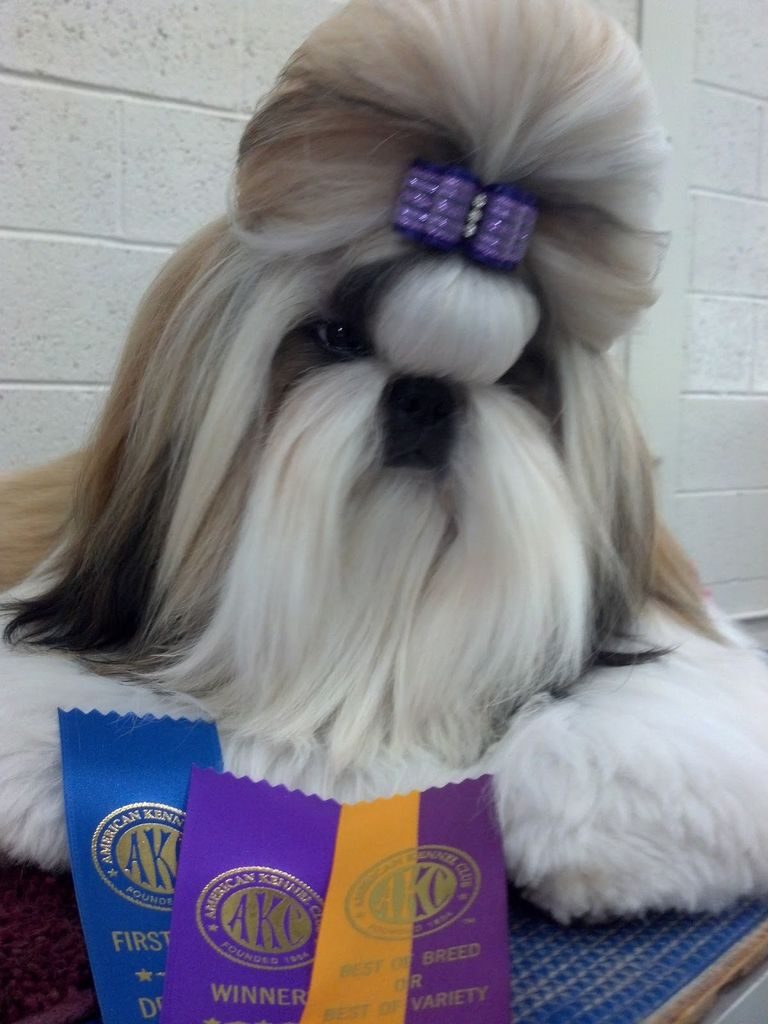 Champion Shih Tzu