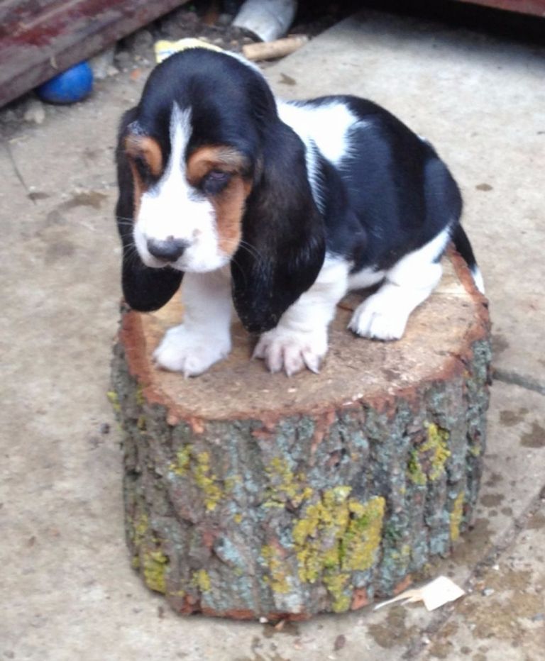 Cheap Basset Hound Puppies For Sale In Ga