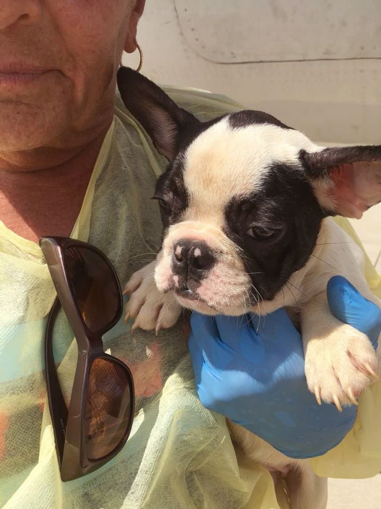 Chicago French Bulldog Rescue