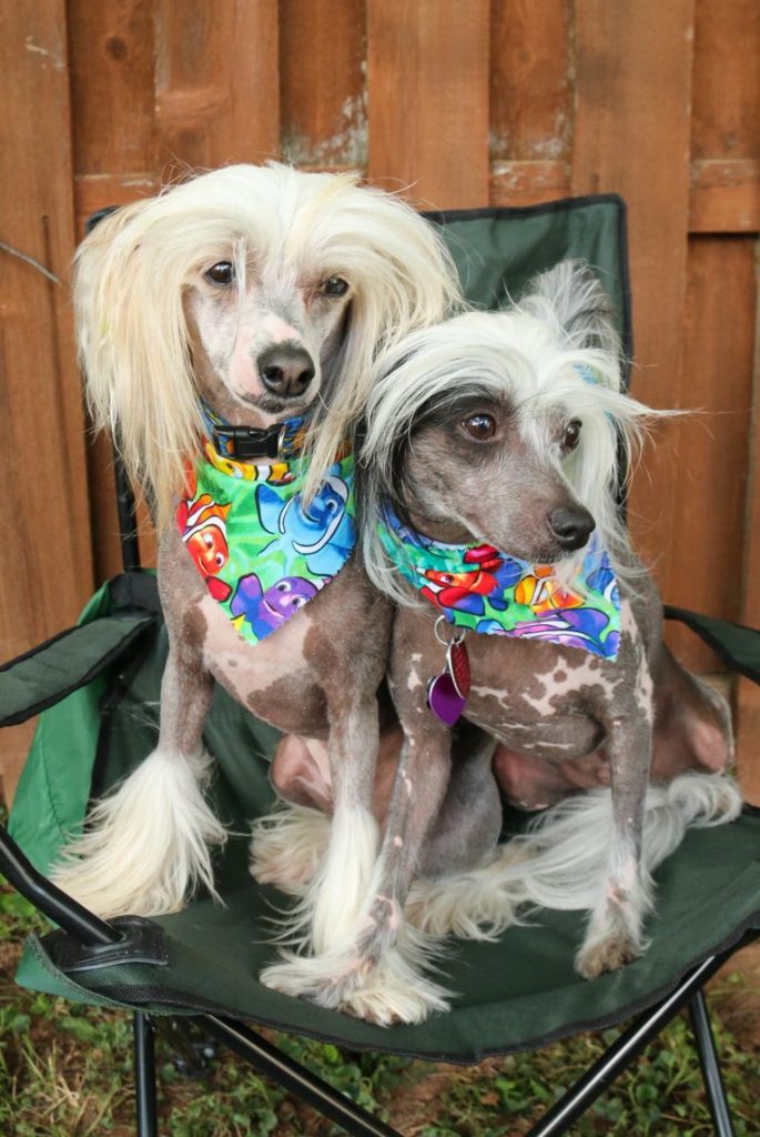 Chinese Crested Craigslist