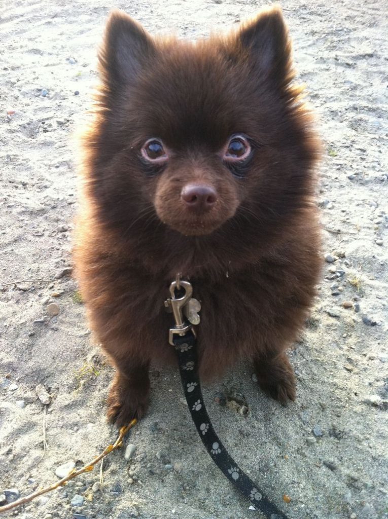 Chocolate Pomeranian For Sale