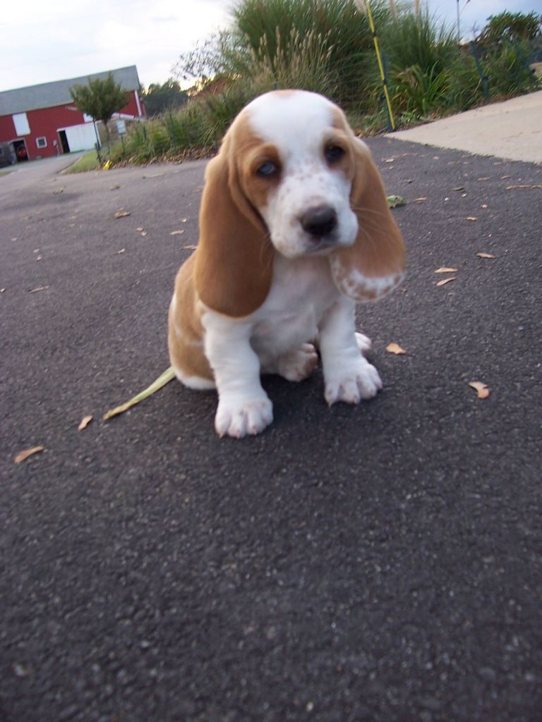 Clearview Farms Bassets