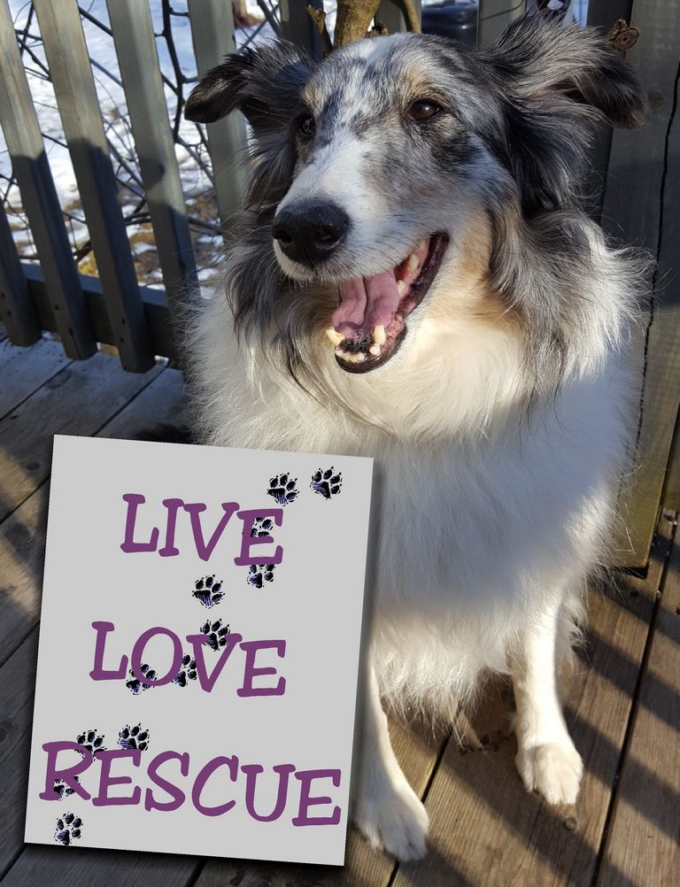 Coastal Shelties North Carolina