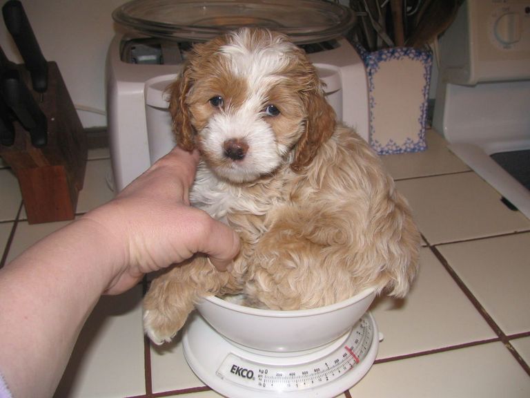 Cockapoo Breeders Missouri