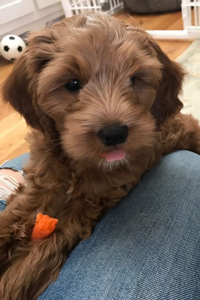 Cockapoo Breeders Ny