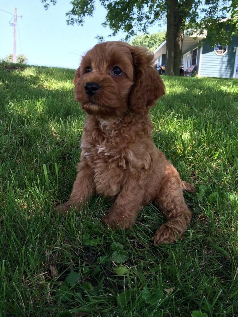 Cockapoo Breeders Wisconsin