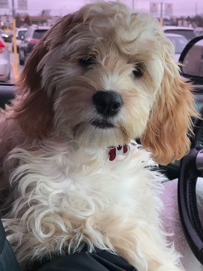 Cockapoo Puppies Hudson Mi