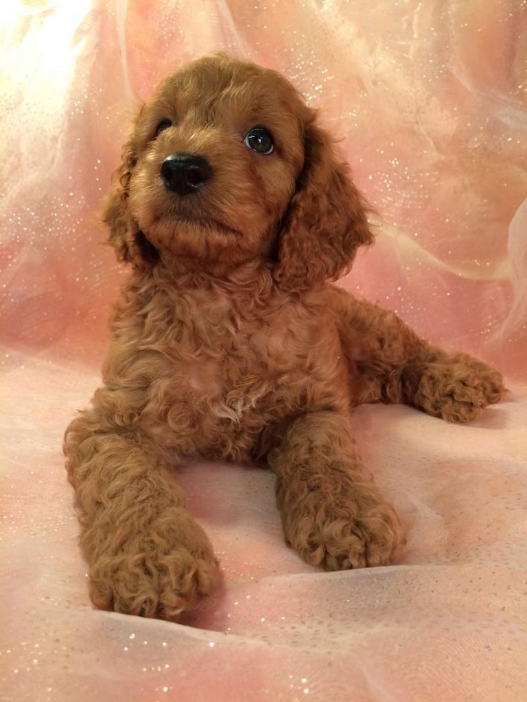 Cockapoo Puppies Illinois