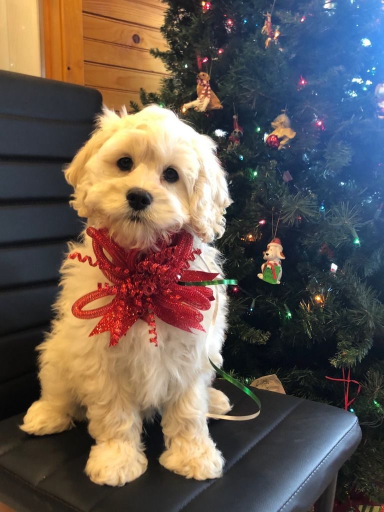 Cockapoo Puppies Near Springfield Il