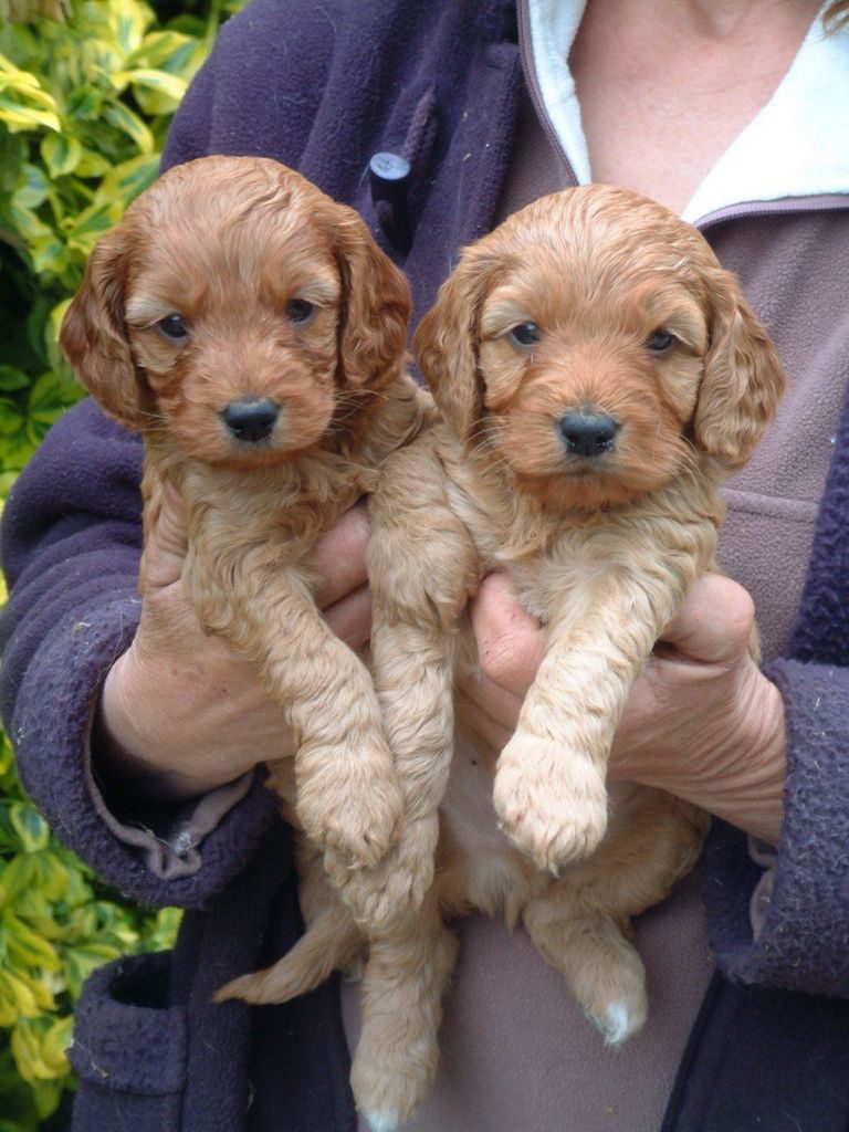 Cockapoo Rescue Ma