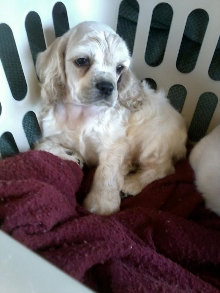 Cocker Spaniel Puppies Wisconsin