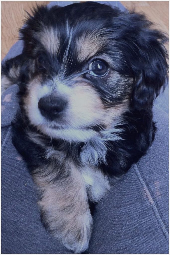 Cocker Spaniel Yorkie Mix For Sale