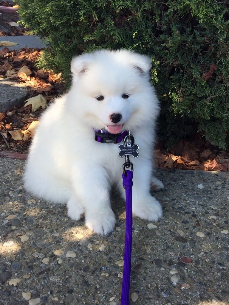 Cold Smoke Samoyeds