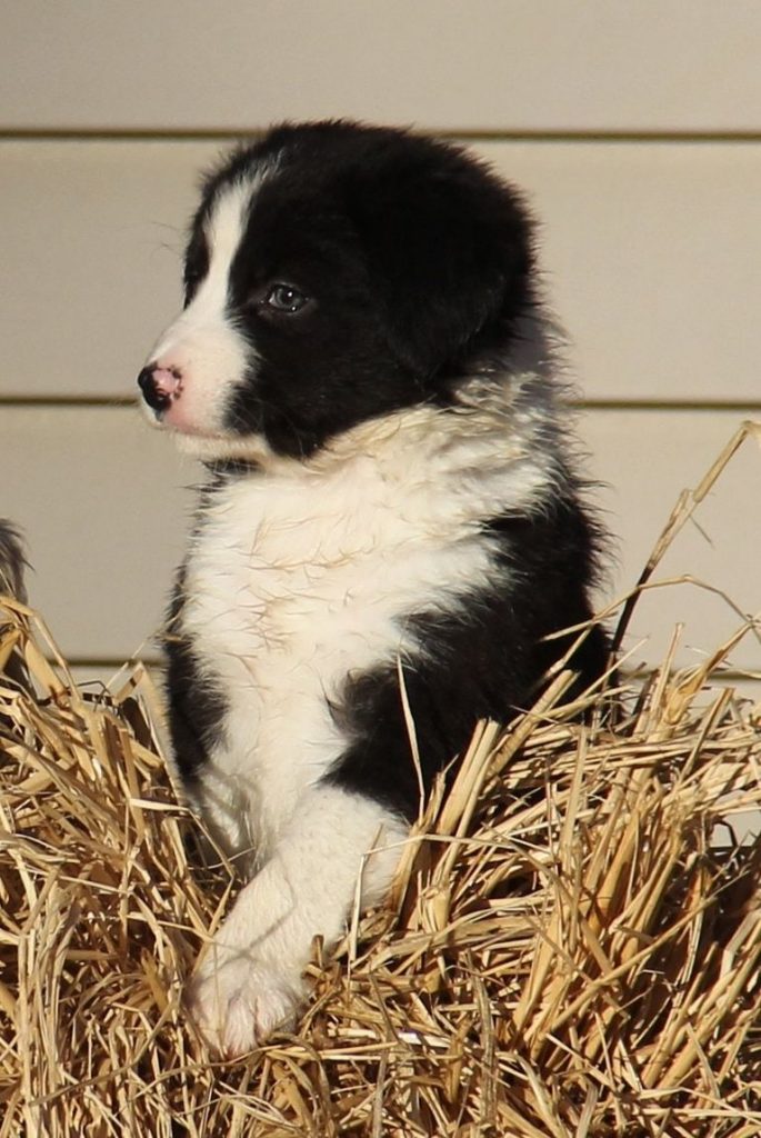 Collies For Sale Or Adoption In Indiana