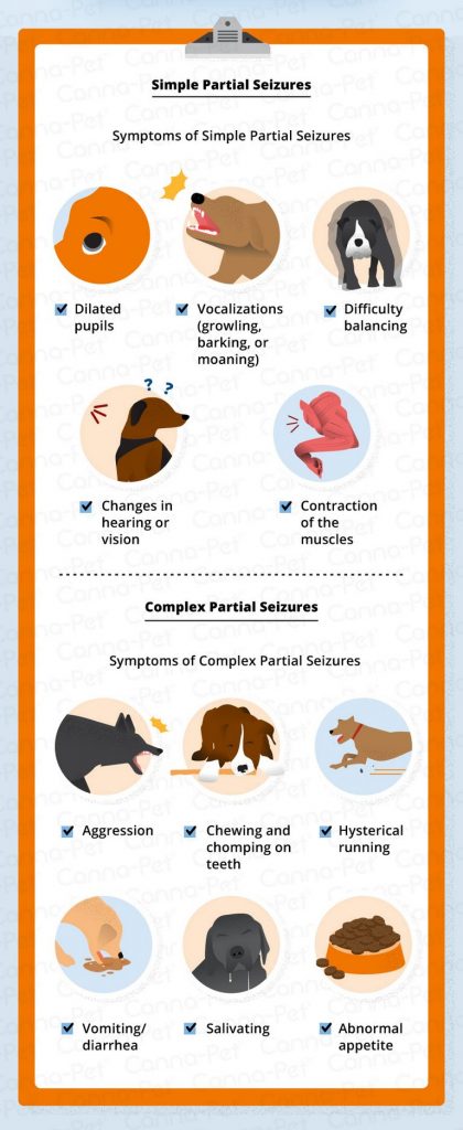 Complex Partial Seizures In Dogs Treatment