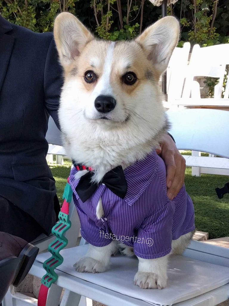 Corgi Breeders Illinois