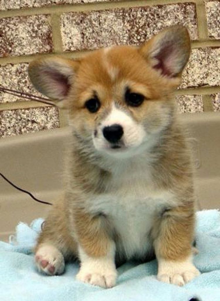 Corgi Puppies For Sale Hawaii