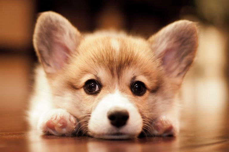 Corgi Puppies For Sale Orange County | Top Dog Information
