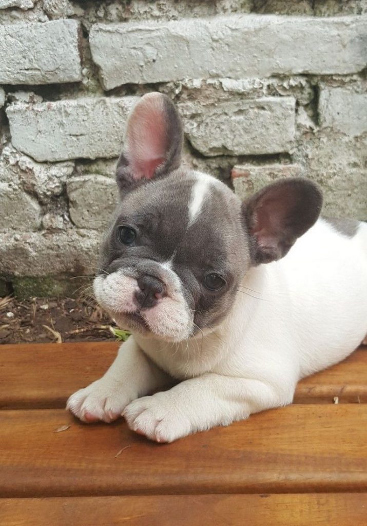 Coronado Crown French Bulldogs