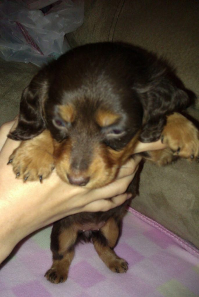 Dachshund Puppies For Sale In Ohio Ebay