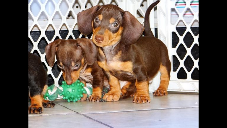 Dachshund Puppies Memphis Tn