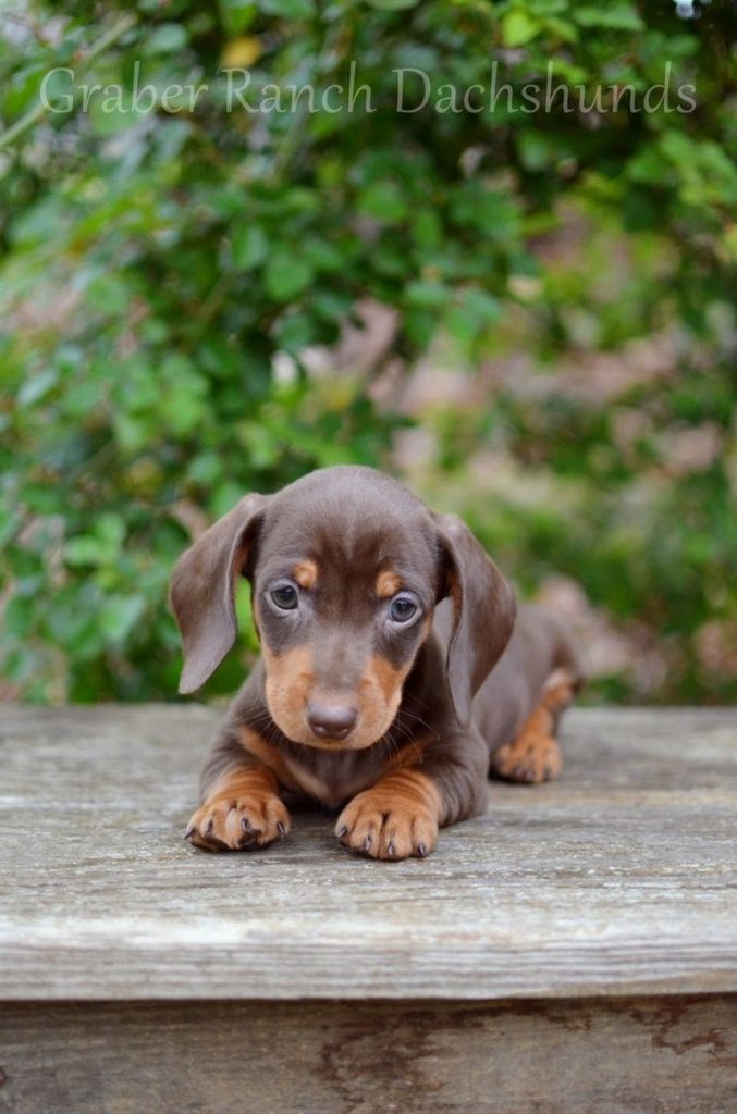 Dachshund Puppies Spartanburg Sc