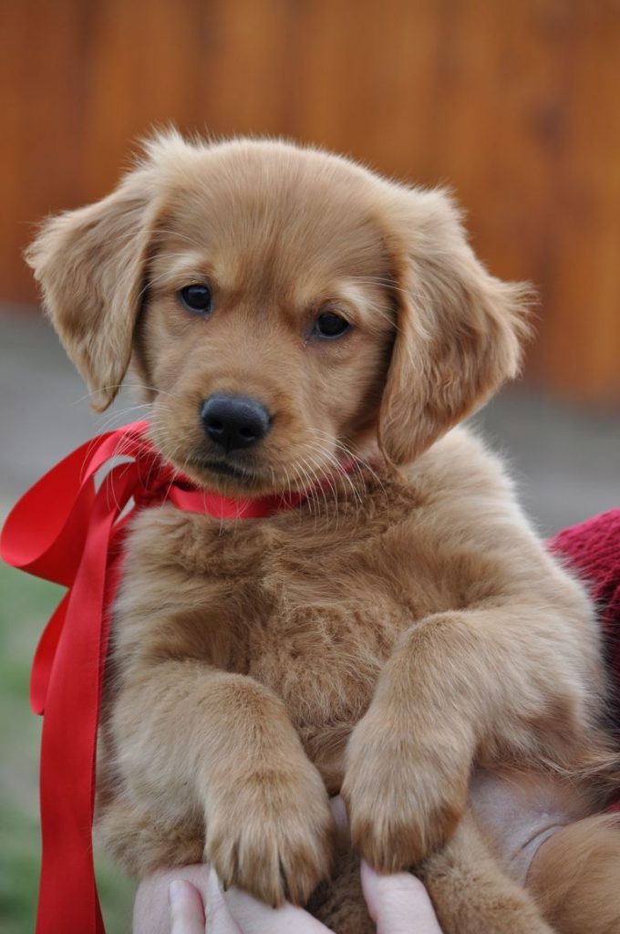 Dark Golden Retriever Puppies Florida