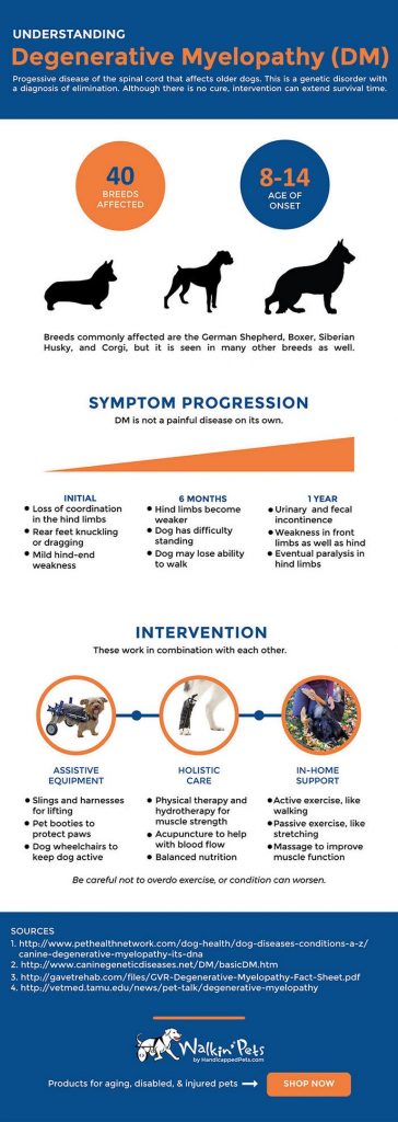 Degenerative Myelopathy Timeline