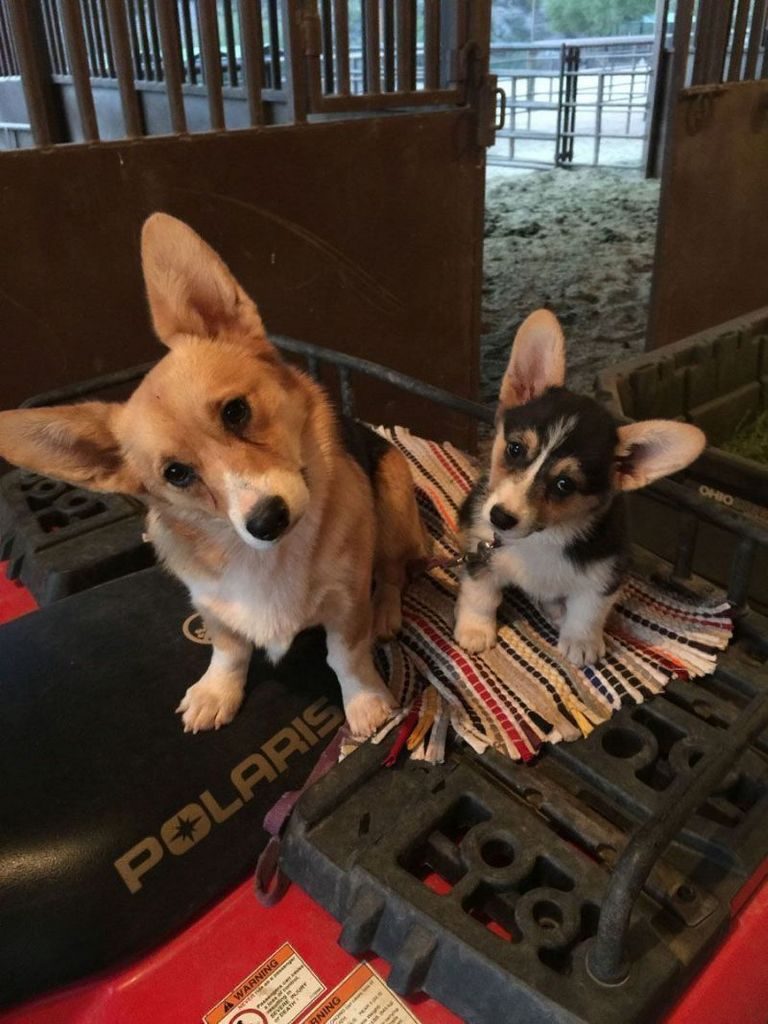 Diamonds In The Ruff Corgis