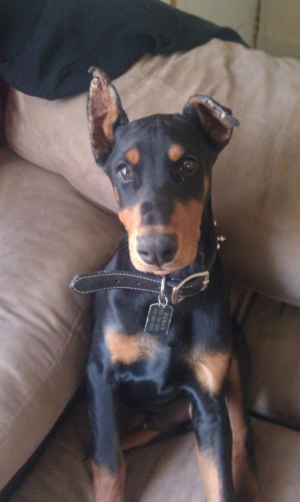 Doberman Ear Cropping Healing Time