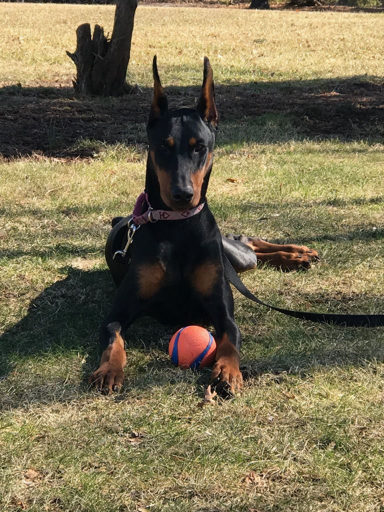 Doberman Puppies Rome, Ga