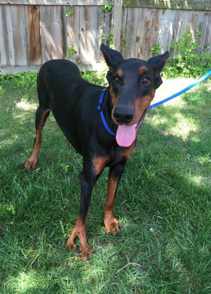 Doberman Rescue Missouri