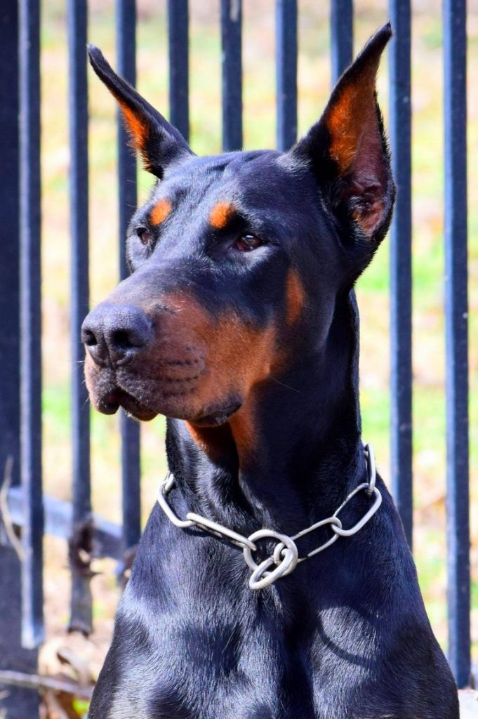 Doberman Rescue Tyler Texas