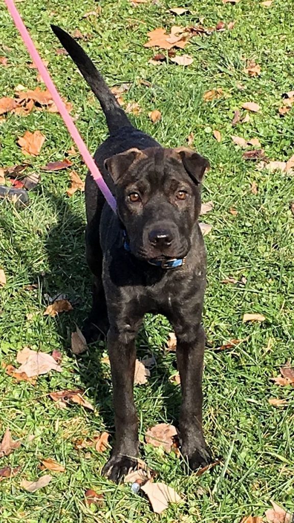 Dog Adoption Springfield Il