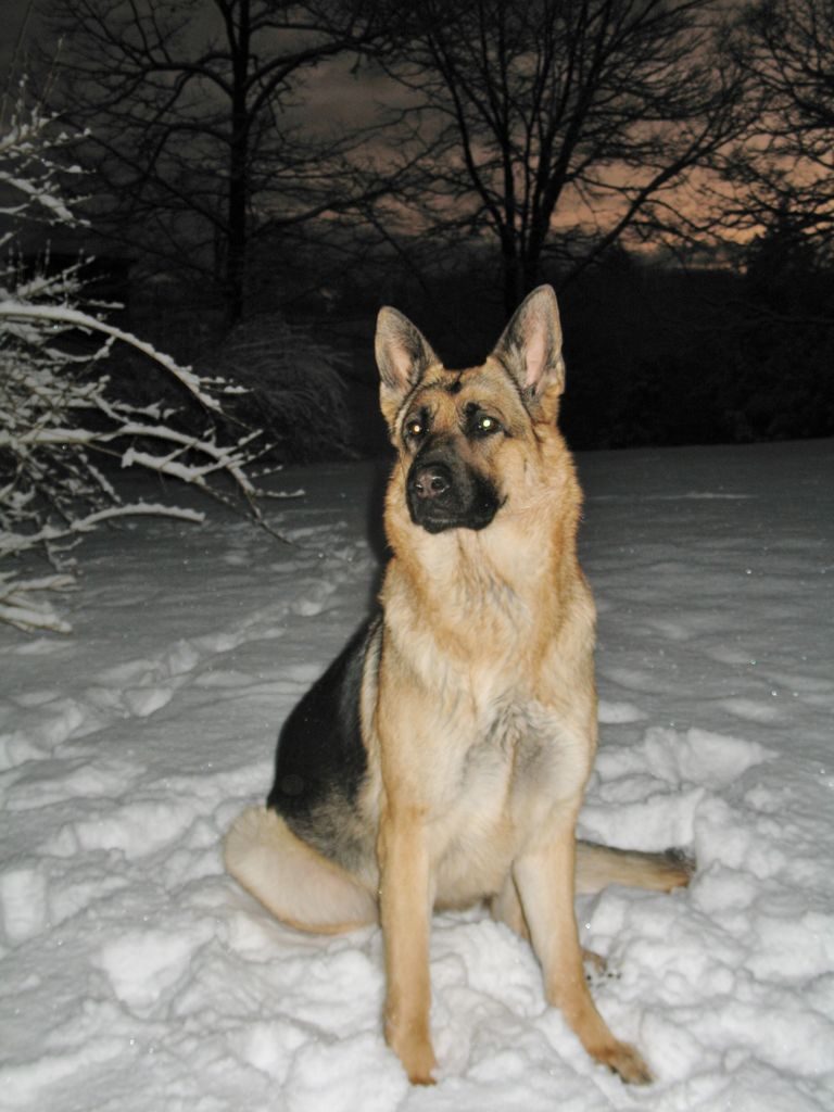 Dog Breeders In Nh