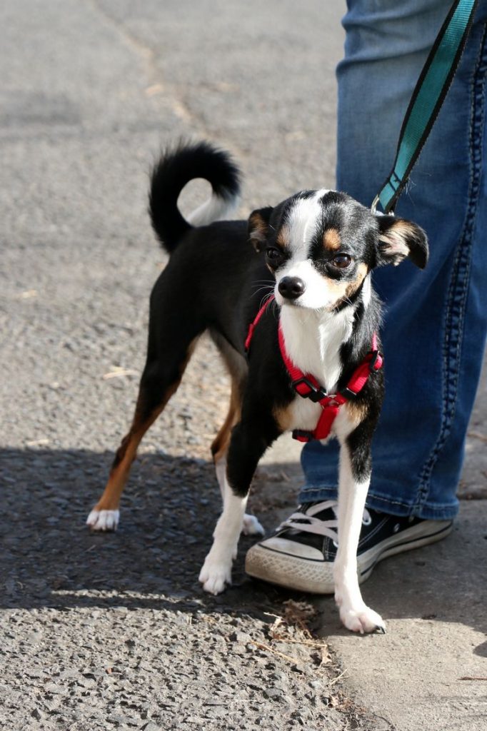 Dog Rescue North Idaho