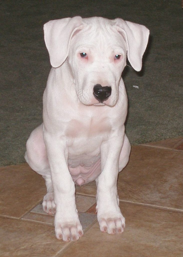 Dogo Argentino Breeders In Argentina