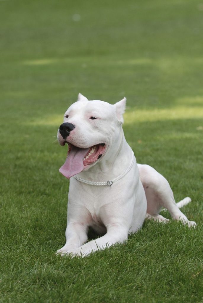 Dogo Argentino Pit Bulls