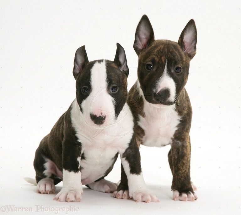 English Bull Terrier Breeders