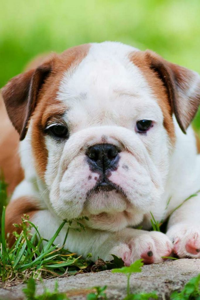 English Bulldog Price Range