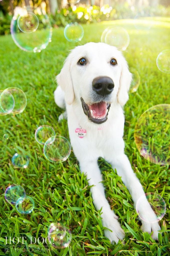 English Cream Golden Retriever Puppies Orlando